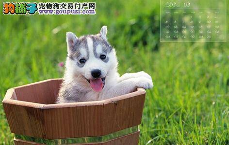 购买哈士奇一定要了解的几个方面
