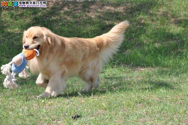 金毛犬晚上不睡觉，乱叫 求指点