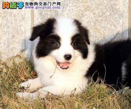 边境牧羊犬拉肚子，不吃饭没事吧