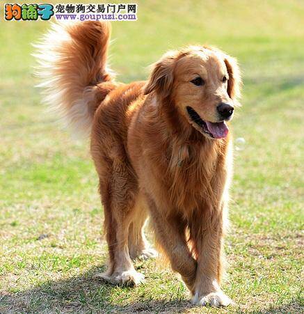 帮金毛洗澡 简单7步骤快速上手