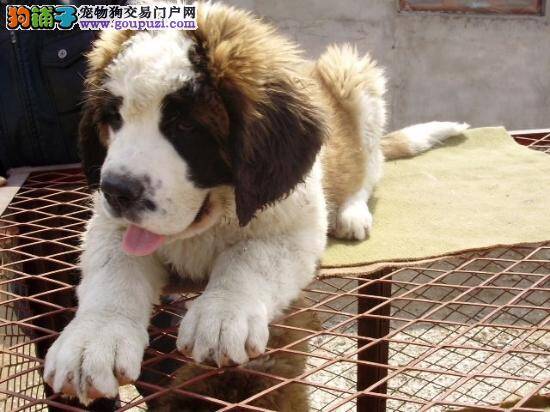 圣伯纳犬细小康复后吐了应怎么办