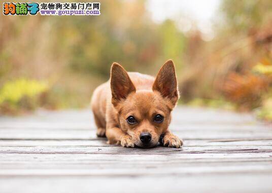 有大将风范的吉娃娃，苹果头大立耳