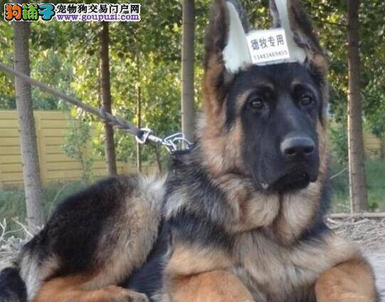 德国牧羊犬的大便带血是怎么了