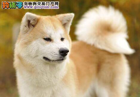 秋田犬打完疫苗流鼻涕该怎么办呢
