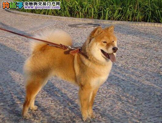 秋田犬从品种上可以分为几个种类