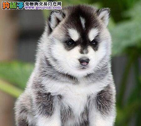 养犬准备一二三 饲养哈士奇主人要做好哪些准备