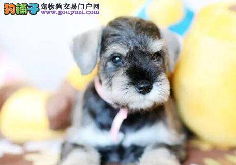 我家雪纳瑞毛发大量的脱落应怎么治疗