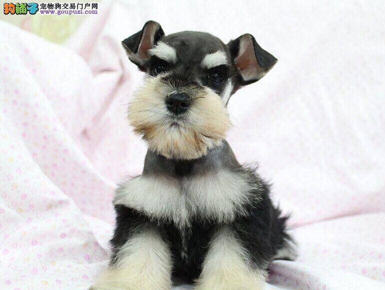 请问专家雪纳瑞吃什么狗粮好