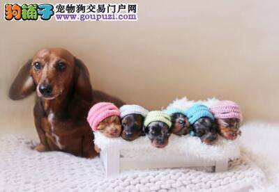 腊肠犬的腿总抽搐，睡不着觉是为什么