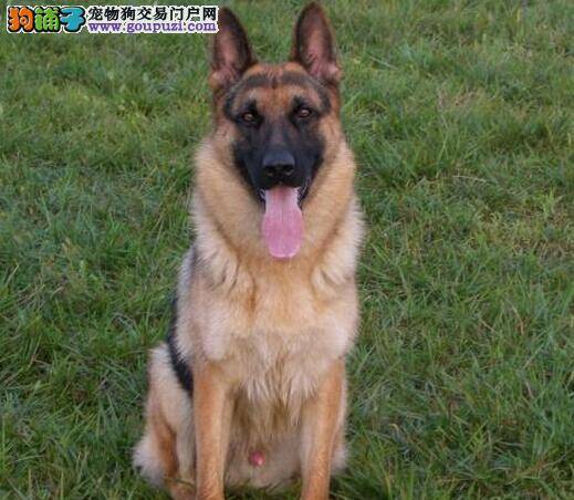 德国牧羊犬间隔多久吃一次驱虫药