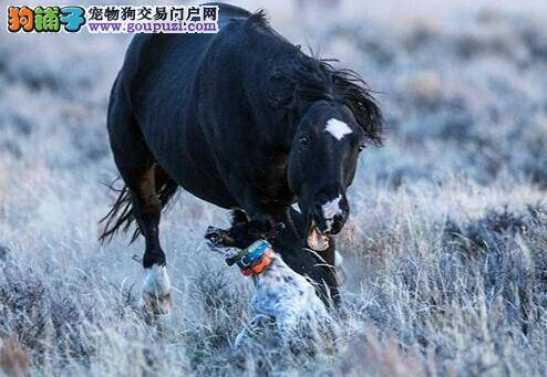 紧张！猎犬被野马狂追 惊恐逃命竟摔了一跤