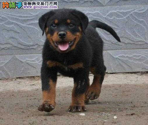 如何护理产前的罗威纳犬，求讲解