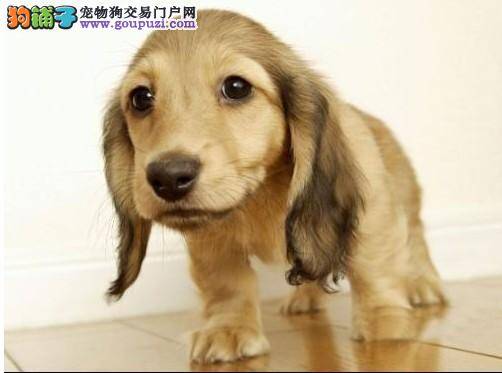 怎样合理的照顾老年的可卡犬