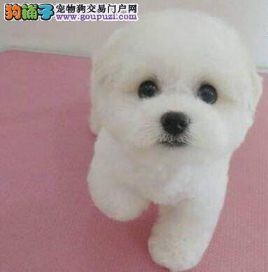 比熊犬好几天不吃饭了是什么情况