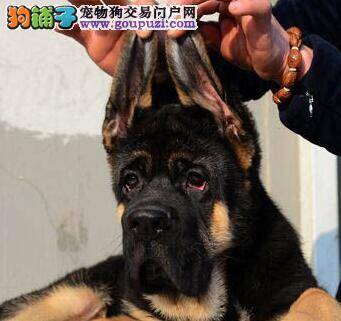 怎样让德国牧羊犬成为社交高手