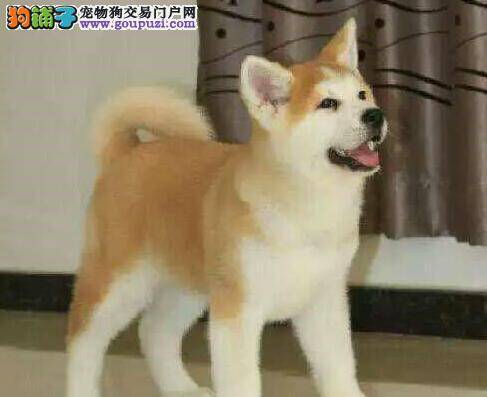 秋田犬在打疫苗之前可以洗澡吗