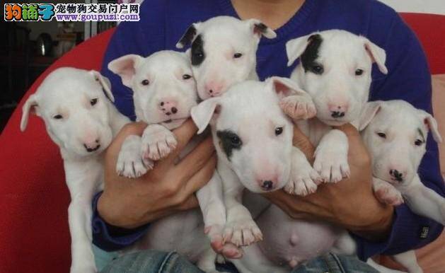 我家牛头梗这两天不怎么吃东西是生病了吗