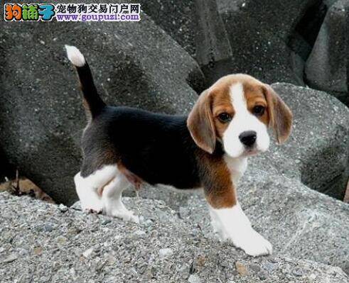 怎样给比格犬自制妙鲜包