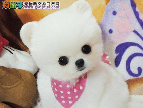 如何正确的选择家养的博美犬幼犬