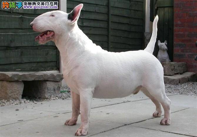 牛头梗右后腿突然瘸了怎么办