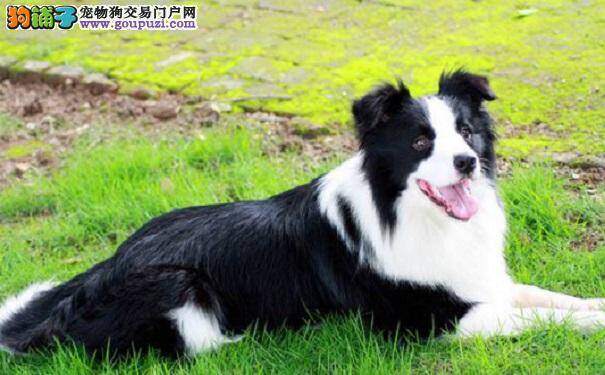 边境牧羊犬吃什么比较好