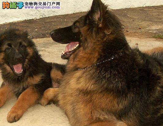 饲养有方法 初次喂养德国牧羊犬应做好哪些准备