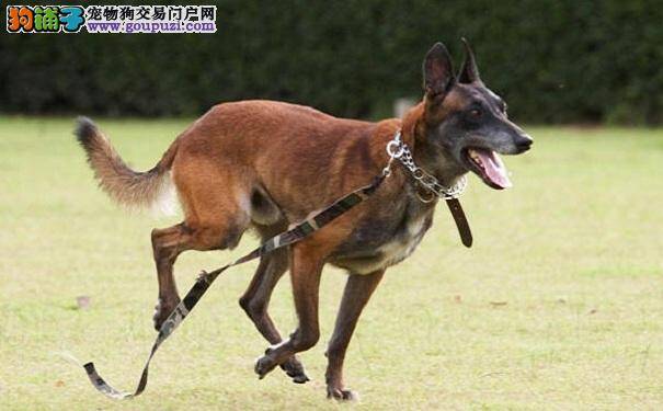 马犬不爱喝水怎么办 狗狗饮水注意事项