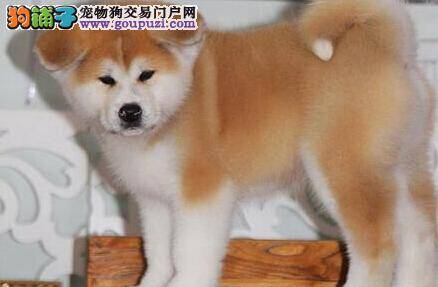 买秋田犬的时候我们要避免哪些问题