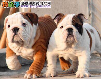 斗牛犬打喷嚏，流鼻涕没胃口该怎么办