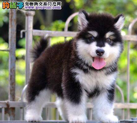 怎样区分阿拉斯加雪橇犬与哈士奇