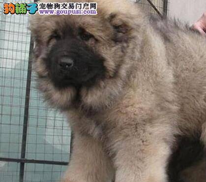 高加索犬洗完澡还浑身瘙痒是为什么