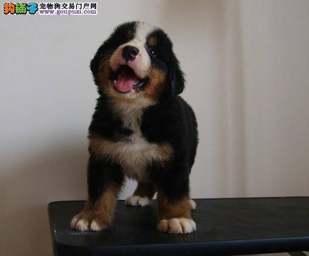 如何才能买到真正懂事的伯恩山犬