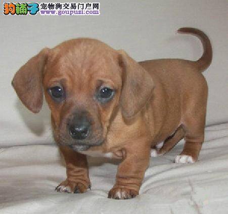 腊肠犬身上有皮屑，很痒掉毛应如何医治