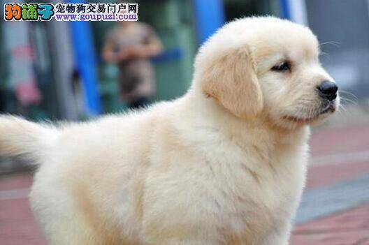 如何做好金毛犬的饲养准备