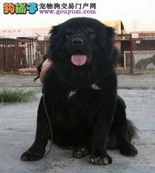 笼内训练好处多 怎样让高加索犬乖乖的进入笼子里