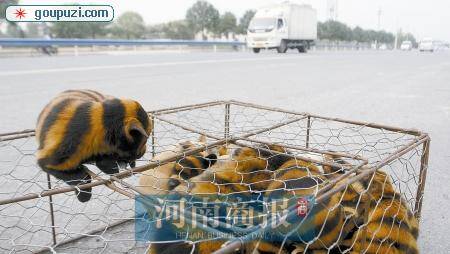 来自流浪动物收容中心“导聋犬”成听障人士好伙伴