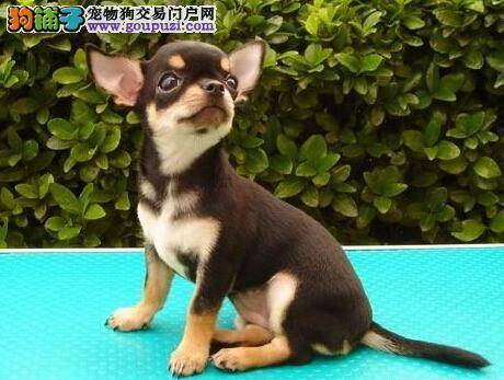 科学喂养狗狗 饲养吉娃娃应该如何喂食狗粮