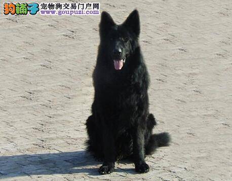 做好三项工作 让饲养比利时牧羊犬的工作更加的简单