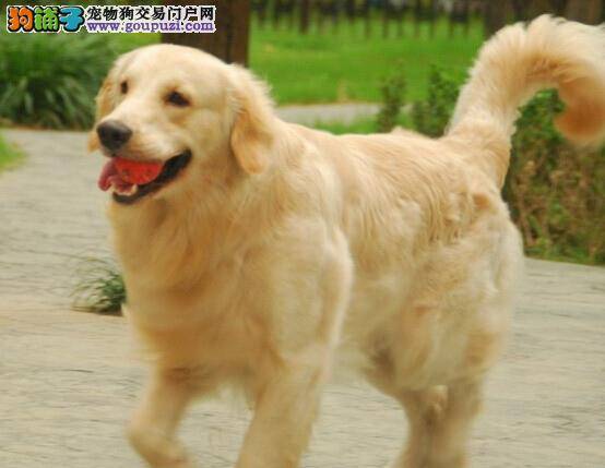 主人必看 公开金毛犬舔舐尾巴的三个原因