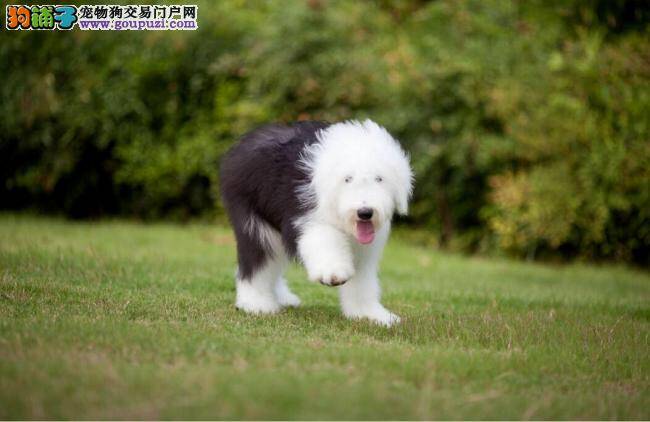 古代牧羊犬最近脚趾间发红，半夜呕吐怎么办