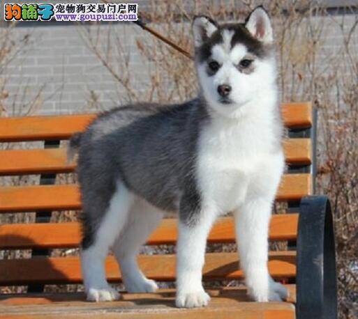 哈士奇身上突然长了两个黑块是怎么回事