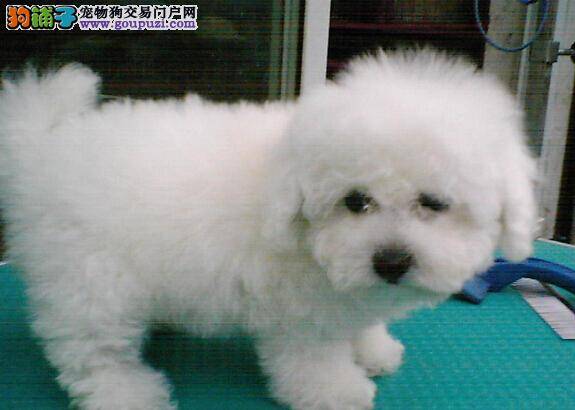 训练手册 如何让比熊犬学会文明如厕的好习惯