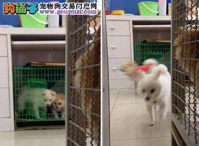 机智小狗用鼻子拱开笼子逃跑过程被拍摄
