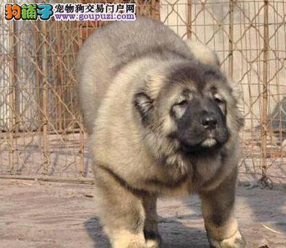 高加索犬患上心脏病后应怎么治疗，应注意些什么