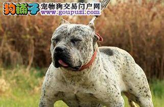 饮食必知 比特犬长时间打嗝应该怎么办