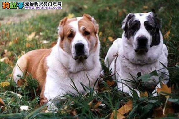 勇敢面对 怎样让中亚牧羊犬不再害怕剪指甲