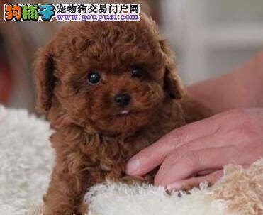 理想中的贵宾犬具备哪些特质