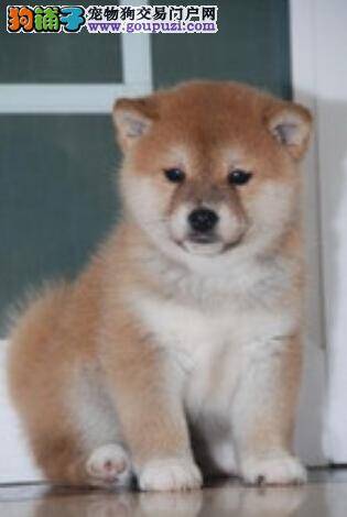柴犬得了真菌皮肤病需要剃毛吗