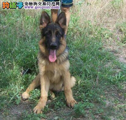 关于德国牧羊犬的相关知识主人到底了解多少