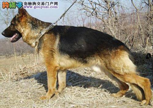 清洁狗毛小技巧 让你不再为德国牧羊犬的毛发而烦恼